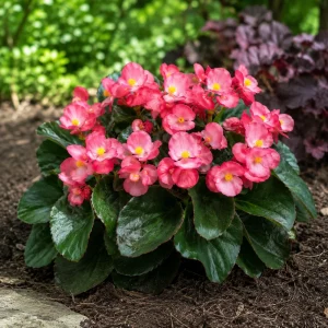 Begonia Dragon Wing Pink Seeds - 20 Seeds - Cascading Pink Flowers for Shade - Image 10