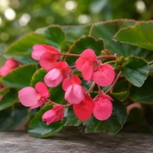 Begonia Dragon Wing Pink Seeds - 20 Seeds - Cascading Pink Flowers for Shade - Image 11