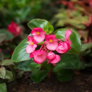 Begonia Dragon Wing Pink Seeds - 20 Seeds - Cascading Pink Flowers for Shade - Image 2