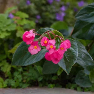 Begonia Dragon Wing Pink Seeds - 20 Seeds - Cascading Pink Flowers for Shade - Image 3