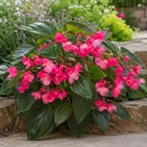 Begonia Dragon Wing Pink Seeds - 20 Seeds - Cascading Pink Flowers for Shade - Image 4