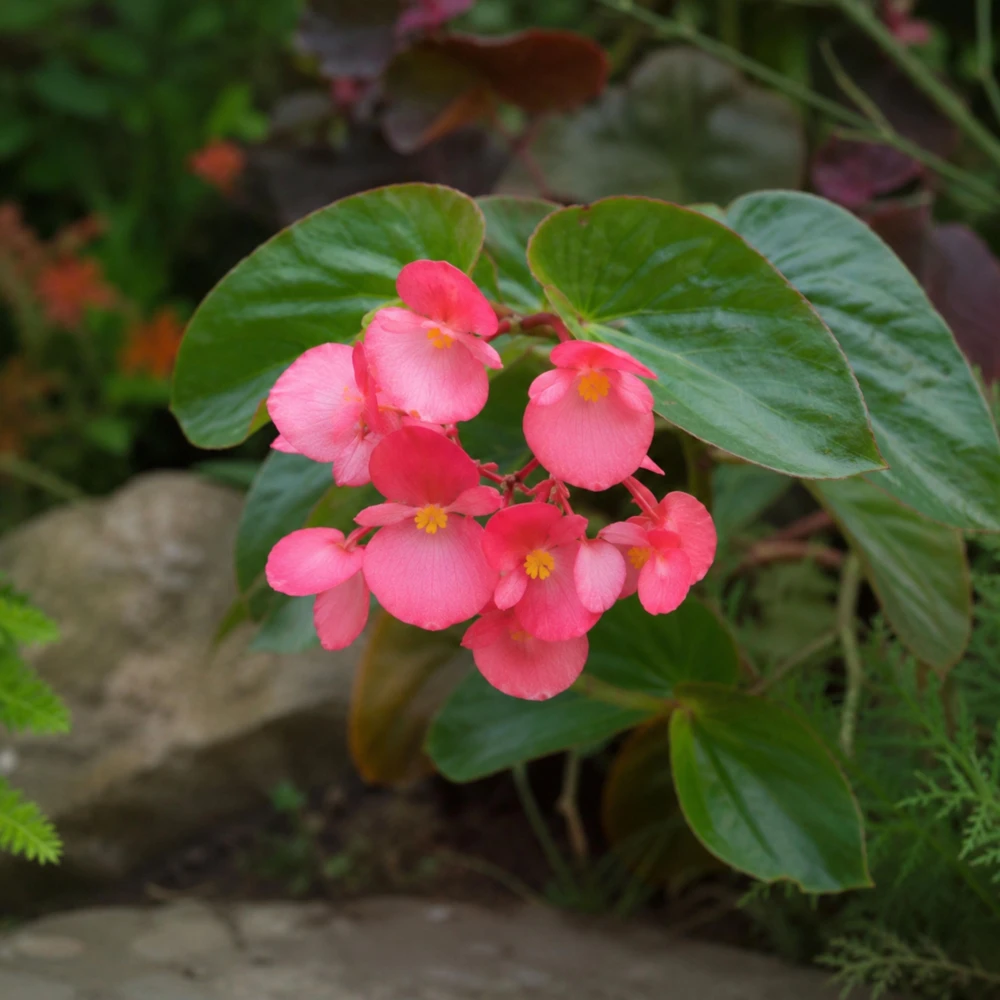 Begonia Dragon Wing Pink Seeds - 20 Seeds - Cascading Pink Flowers for Shade - Image 5