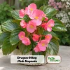 Begonia Dragon Wing Pink Seeds - 20 Seeds - Cascading Pink Flowers for Shade - Image 1