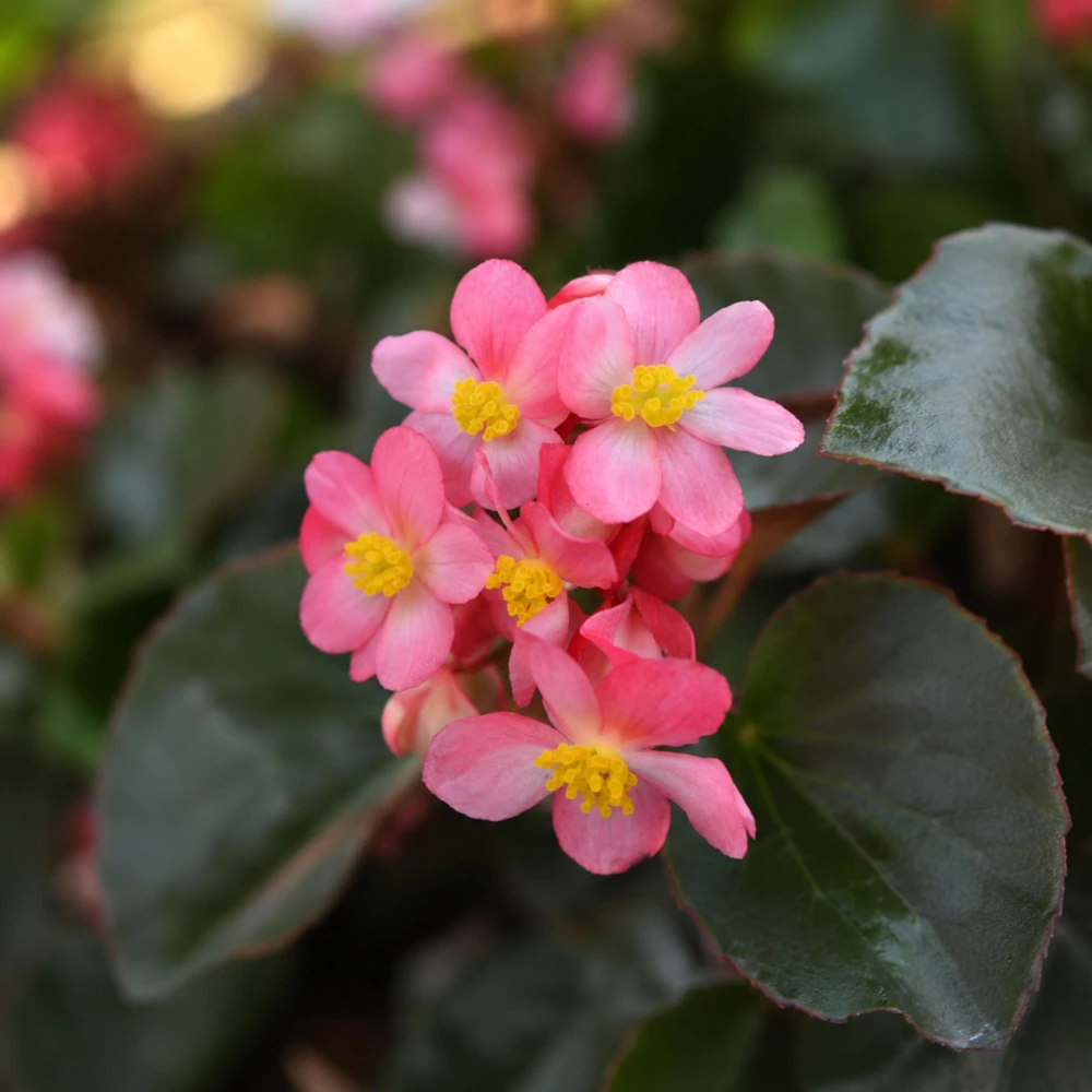 Begonia Dragon Wing Pink Seeds - 20 Seeds - Cascading Pink Flowers for Shade - Image 6