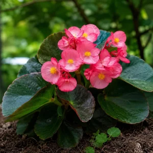 Begonia Dragon Wing Pink Seeds - 20 Seeds - Cascading Pink Flowers for Shade - Image 7