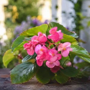 Begonia Dragon Wing Pink Seeds - 20 Seeds - Cascading Pink Flowers for Shade - Image 8