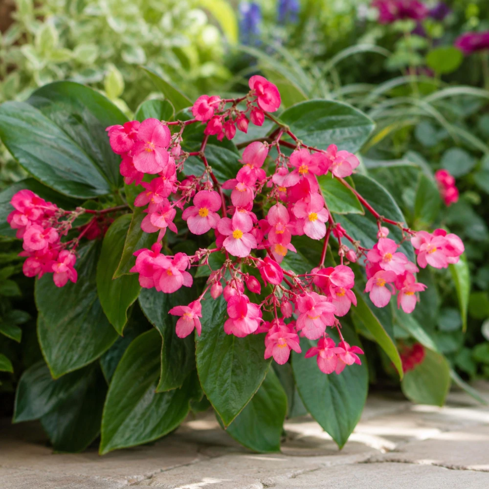 Begonia Dragon Wing Pink Seeds - 20 Seeds - Cascading Pink Flowers for Shade - Image 9