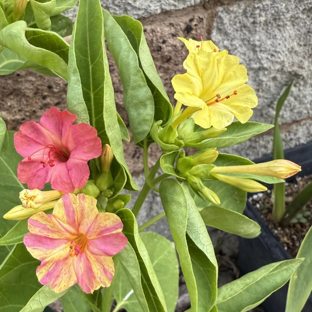 Bi-Color Four O'Clocks Seeds - Mirabilis jalapa - Multi-Colored Fragrant Blooms - 10 Seeds - Image 10