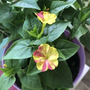 Bi-Color Four O'Clocks Seeds - Mirabilis jalapa - Multi-Colored Fragrant Blooms - 10 Seeds - Image 2