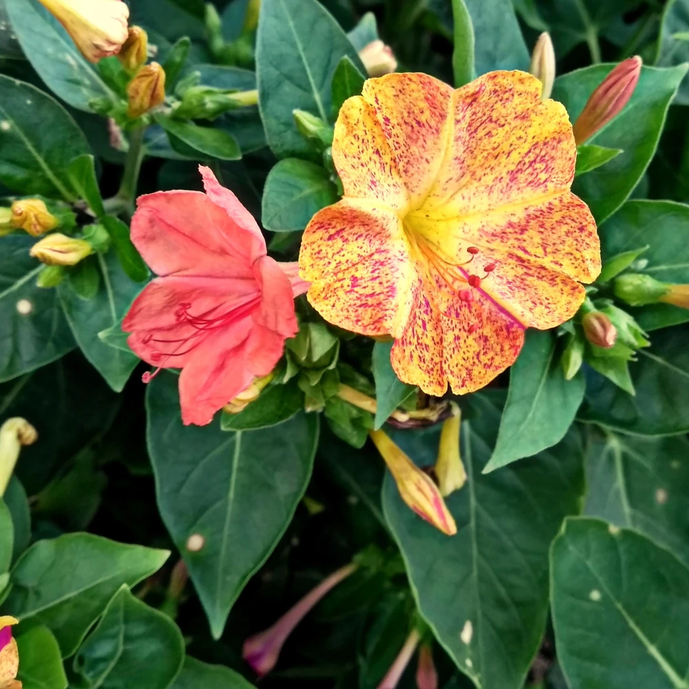 Bi-Color Four O'Clocks Seeds - Mirabilis jalapa - Multi-Colored Fragrant Blooms - 10 Seeds - Image 3