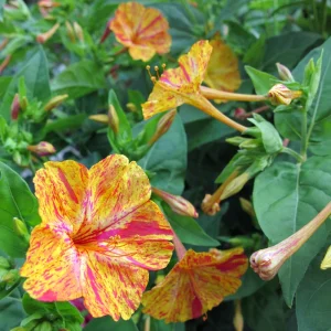 Bi-Color Four O'Clocks Seeds - Mirabilis jalapa - Multi-Colored Fragrant Blooms - 10 Seeds - Image 4