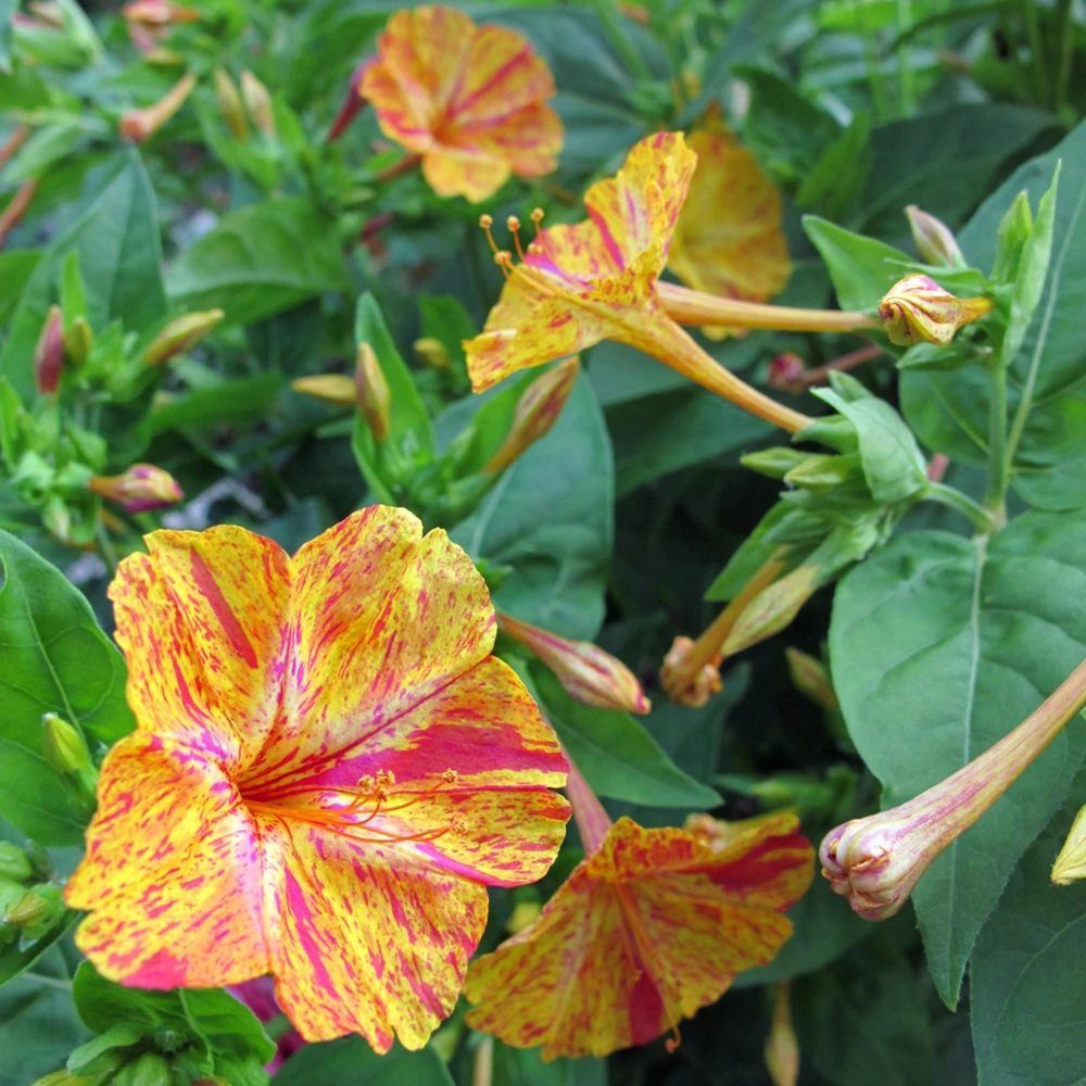 Bi-Color Four O'Clocks Seeds - Mirabilis jalapa - Multi-Colored Fragrant Blooms - 10 Seeds - Image 4