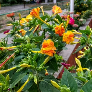 Bi-Color Four O'Clocks Seeds - Mirabilis jalapa - Multi-Colored Fragrant Blooms - 10 Seeds - Image 5