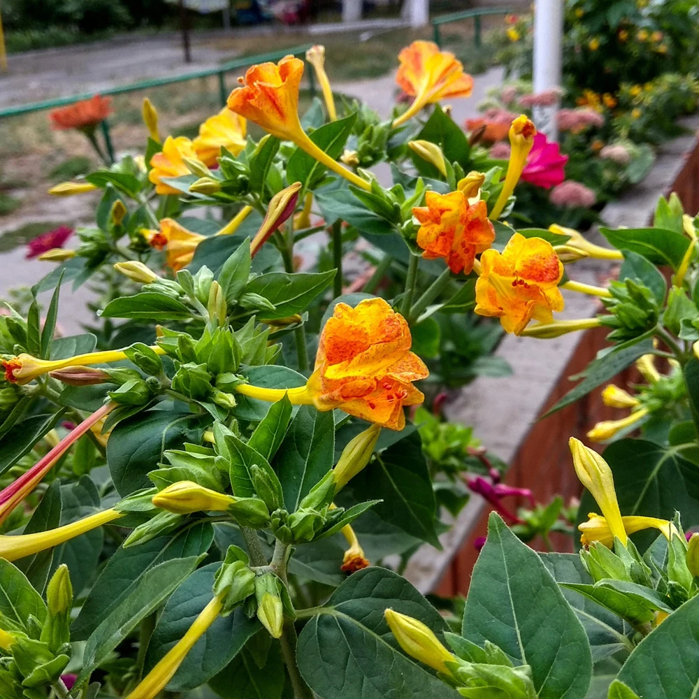 Bi-Color Four O'Clocks Seeds - Mirabilis jalapa - Multi-Colored Fragrant Blooms - 10 Seeds - Image 5