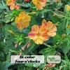 Bi-Color Four O'Clocks Seeds - Mirabilis jalapa - Multi-Colored Fragrant Blooms - 10 Seeds - Image 1