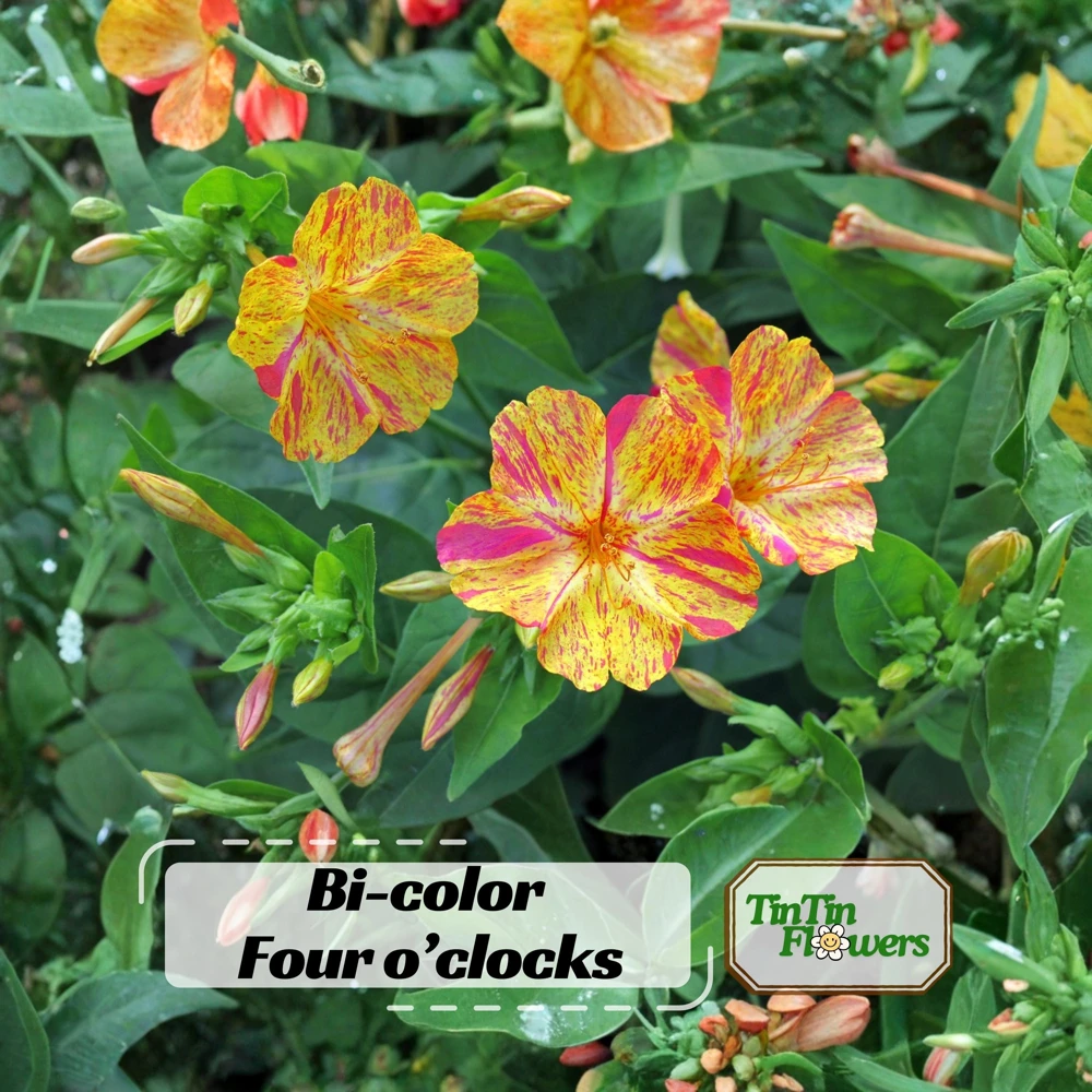 Bi-Color Four O'Clocks Seeds - Mirabilis jalapa - Multi-Colored Fragrant Blooms - 10 Seeds - Image 1