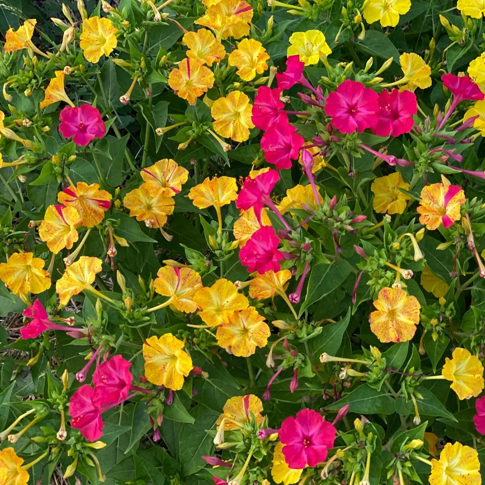 Bi-Color Four O'Clocks Seeds - Mirabilis jalapa - Multi-Colored Fragrant Blooms - 10 Seeds - Image 6