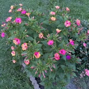 Bi-Color Four O'Clocks Seeds - Mirabilis jalapa - Multi-Colored Fragrant Blooms - 10 Seeds - Image 7