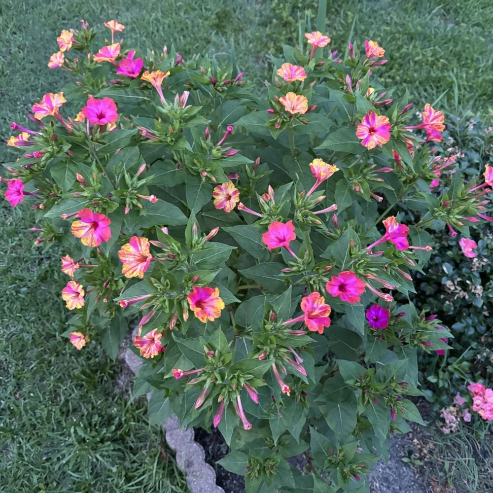 Bi-Color Four O'Clocks Seeds - Mirabilis jalapa - Multi-Colored Fragrant Blooms - 10 Seeds - Image 7