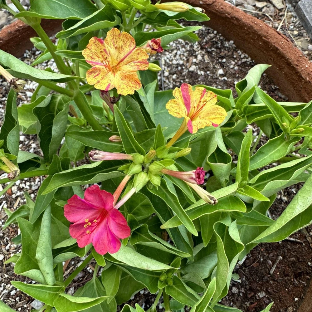 Bi-Color Four O'Clocks Seeds - Mirabilis jalapa - Multi-Colored Fragrant Blooms - 10 Seeds - Image 8
