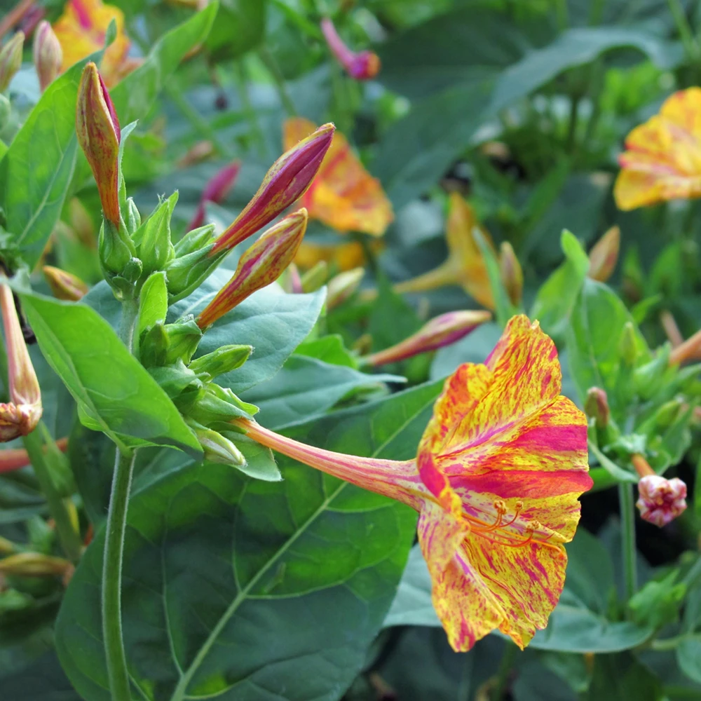 Bi-Color Four O'Clocks Seeds - Mirabilis jalapa - Multi-Colored Fragrant Blooms - 10 Seeds - Image 9