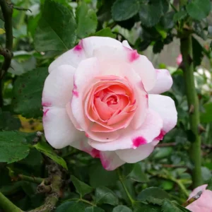 Bicolor Climbing Rose Seeds - Pink & Cream Blooms - 30 Seed Pack - Image 10