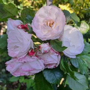 Bicolor Climbing Rose Seeds - Pink & Cream Blooms - 30 Seed Pack - Image 11
