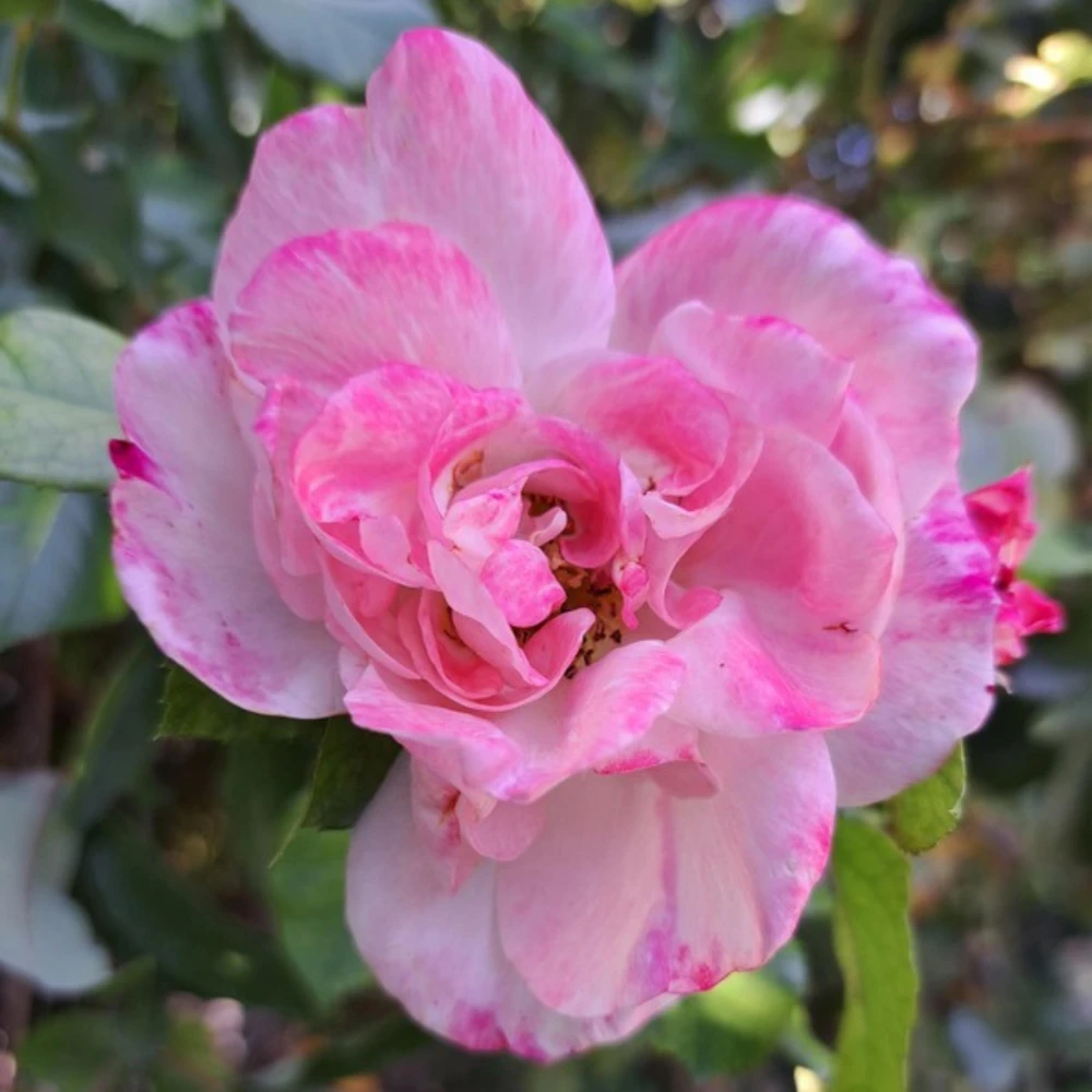 Bicolor Climbing Rose Seeds - Pink & Cream Blooms - 30 Seed Pack - Image 12