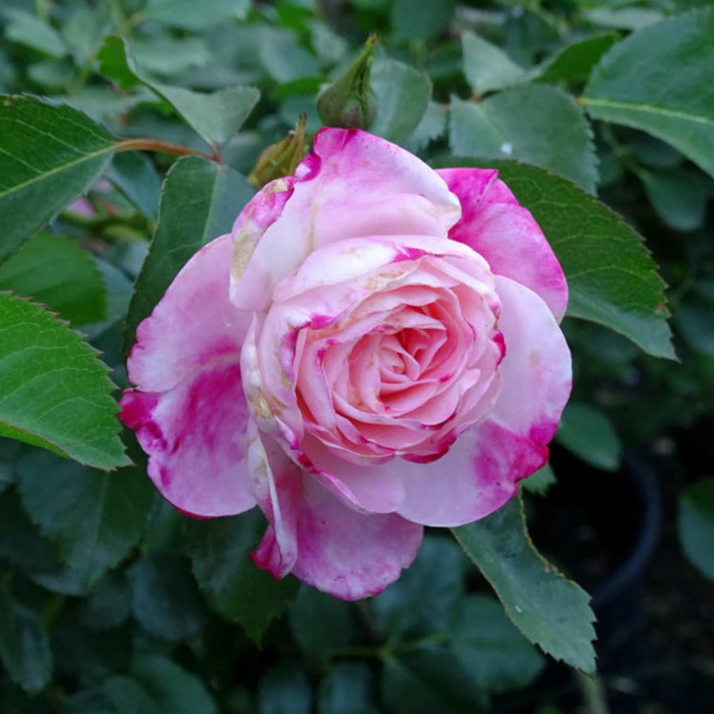 Bicolor Climbing Rose Seeds - Pink & Cream Blooms - 30 Seed Pack - Image 13