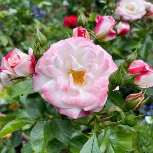 Bicolor Climbing Rose Seeds - Pink & Cream Blooms - 30 Seed Pack - Image 14