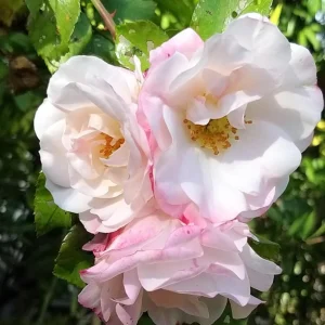 Bicolor Climbing Rose Seeds - Pink & Cream Blooms - 30 Seed Pack - Image 15
