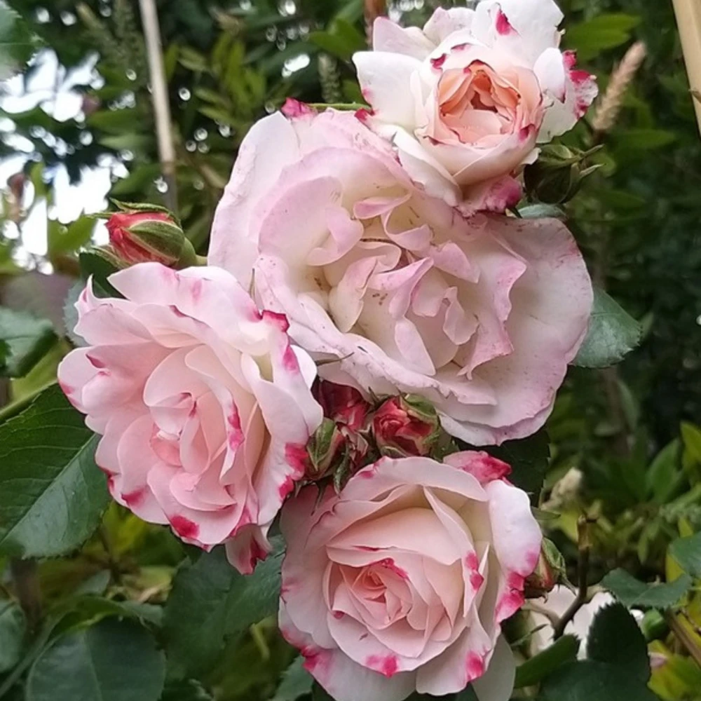 Bicolor Climbing Rose Seeds - Pink & Cream Blooms - 30 Seed Pack - Image 16