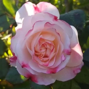 Bicolor Climbing Rose Seeds - Pink & Cream Blooms - 30 Seed Pack - Image 17