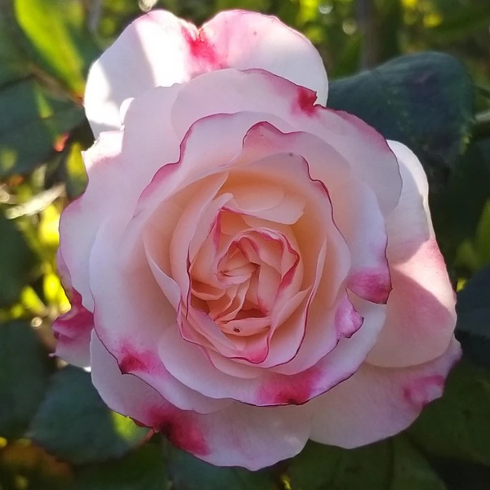 Bicolor Climbing Rose Seeds - Pink & Cream Blooms - 30 Seed Pack - Image 17