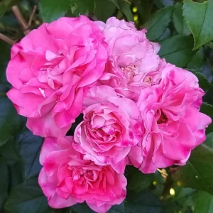 Bicolor Climbing Rose Seeds - Pink & Cream Blooms - 30 Seed Pack - Image 18