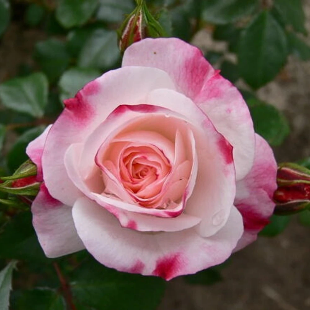 Bicolor Climbing Rose Seeds - Pink & Cream Blooms - 30 Seed Pack - Image 2