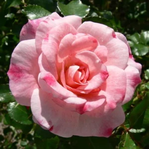 Bicolor Climbing Rose Seeds - Pink & Cream Blooms - 30 Seed Pack - Image 3