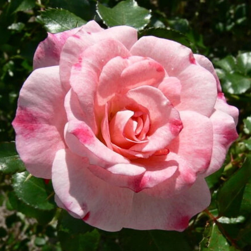 Bicolor Climbing Rose Seeds - Pink & Cream Blooms - 30 Seed Pack - Image 3