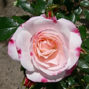 Bicolor Climbing Rose Seeds - Pink & Cream Blooms - 30 Seed Pack - Image 4