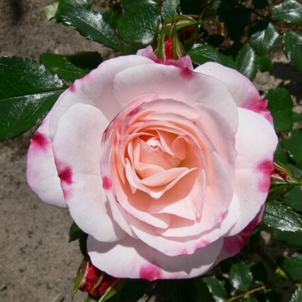 Bicolor Climbing Rose Seeds - Pink & Cream Blooms - 30 Seed Pack - Image 4