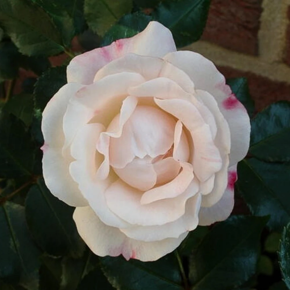 Bicolor Climbing Rose Seeds - Pink & Cream Blooms - 30 Seed Pack - Image 5