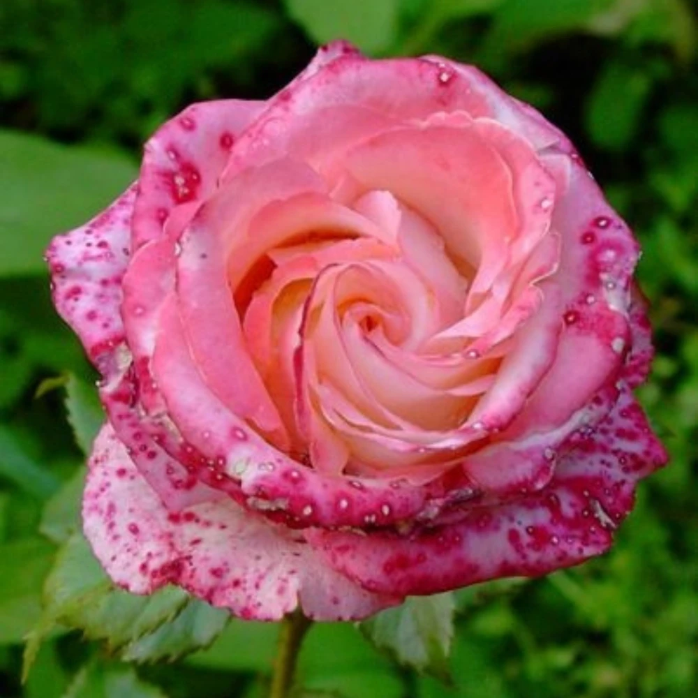 Bicolor Climbing Rose Seeds - Pink & Cream Blooms - 30 Seed Pack - Image 6