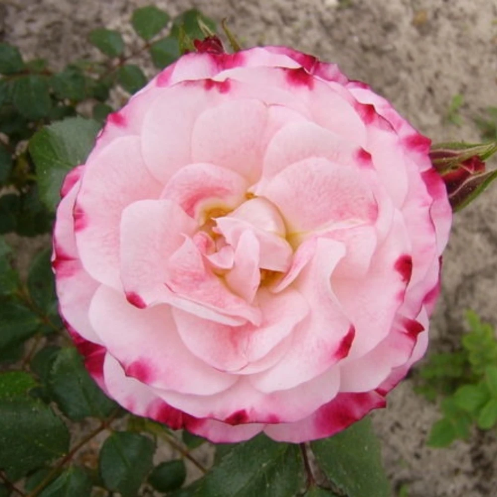 Bicolor Climbing Rose Seeds - Pink & Cream Blooms - 30 Seed Pack - Image 7