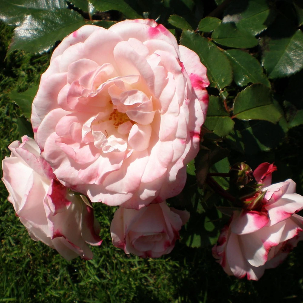 Bicolor Climbing Rose Seeds - Pink & Cream Blooms - 30 Seed Pack - Image 8