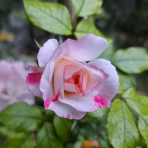 Bicolor Climbing Rose Seeds - Pink & Cream Blooms - 30 Seed Pack - Image 9