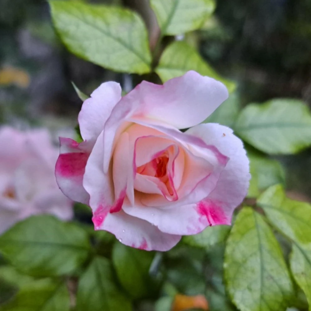 Bicolor Climbing Rose Seeds - Pink & Cream Blooms - 30 Seed Pack - Image 9
