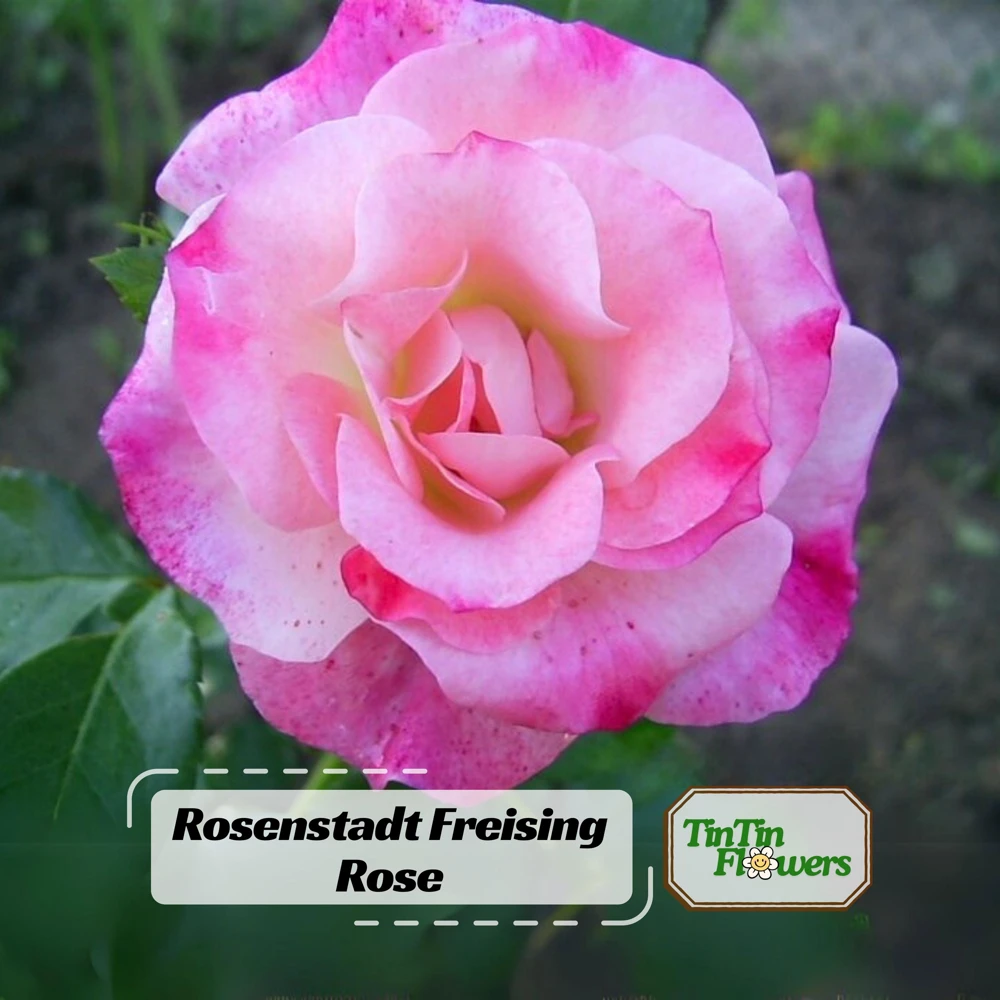 Bicolor Climbing Rose Seeds - Pink & Cream Blooms - 30 Seed Pack - Image 1