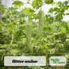 Bitter Melon Seeds - Momordica Charantia - 10 Count Vegetable Seeds for Cooking - Image 1