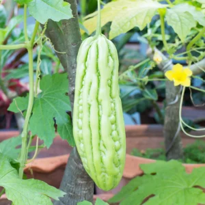 Bitter Melon Seeds - Momordica Charantia - 10 Count Vegetable Seeds for Cooking - Image 2