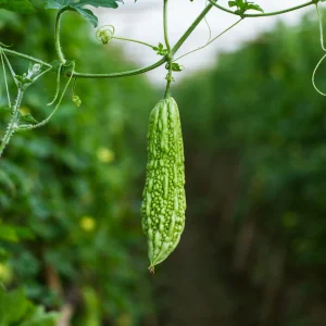 Bitter Melon Seeds - Momordica Charantia - 10 Count Vegetable Seeds for Cooking - Image 3